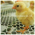 Poultry Farm Chicken Flat Mesh Poultry Equipment